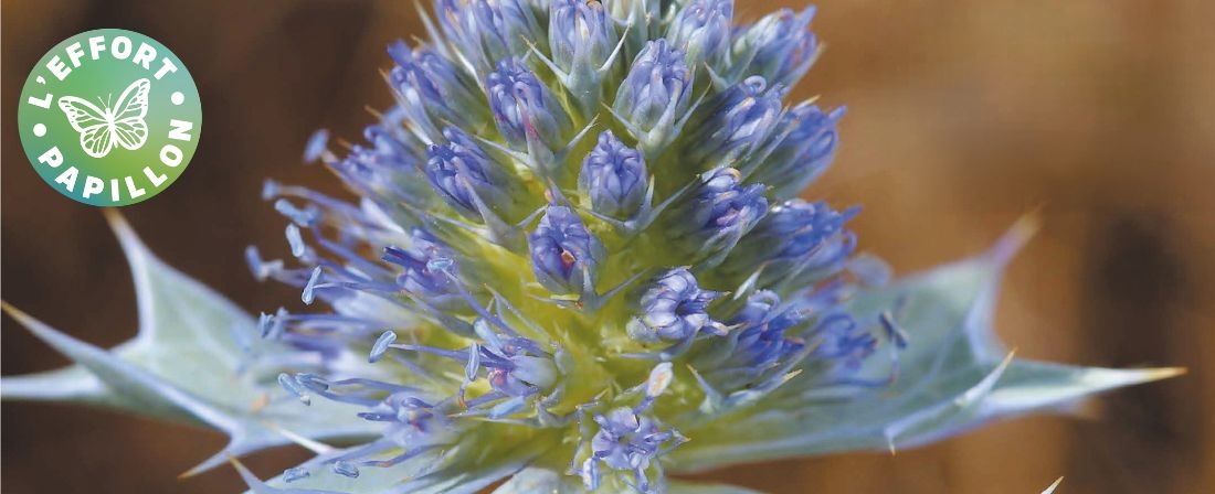 Flore sauvage des Hauts-de-France